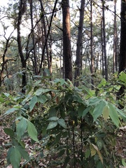 Rumfordia floribunda