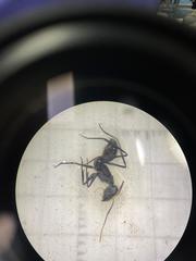 Gigantiops destructor