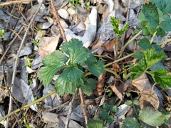 Geum urbanum