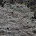 Cracked Granite Crater - Photo (c) Vitaly Charny, some rights reserved (CC BY-NC), uploaded by Vitaly Charny