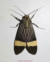 Ordishia rutilus