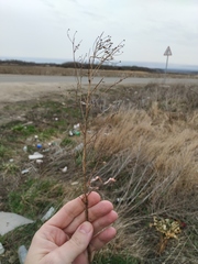 Erigeron canadensis