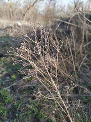 Erigeron canadensis
