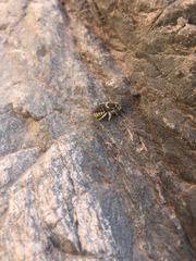 Heteranthidium