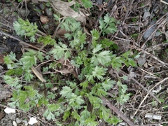 Artemisia vulgaris