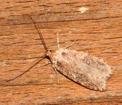 Agonopterix argillacea
