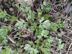 Artemisia vulgaris