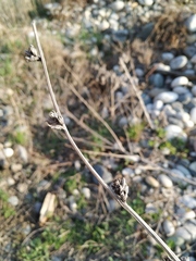 Cichorium intybus