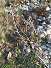 Cichorium intybus