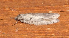Semioscopis inornata