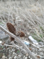 Xanthium orientale
