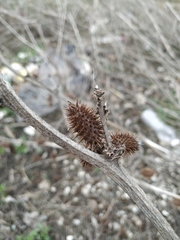 Xanthium orientale