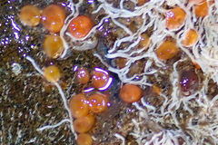 Metandrocarpa taylori