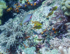 Pseudanthias huchtii