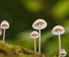 Mycena austrofilopes