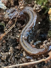 Desmognathus aeneus