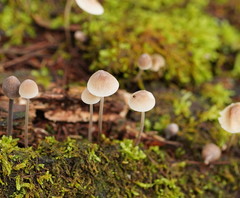Mycena austrofilopes