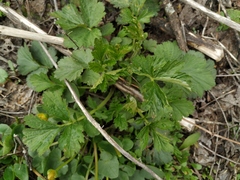 Geum urbanum
