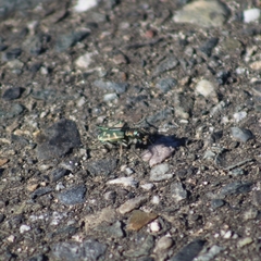 Cicindela tranquebarica vibex