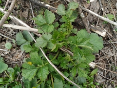 Geum urbanum
