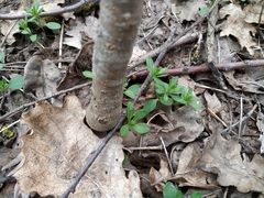 Galium aparine