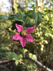 Rubus spectabilis