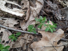 Galium aparine
