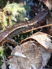 Desmognathus aeneus
