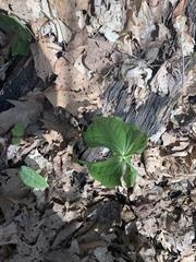 Trillium flexipes