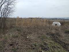 Phragmites australis