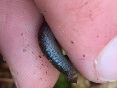 Desmognathus aeneus