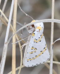 Philtraea paucimacula