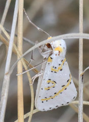 Philtraea paucimacula