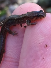 Desmognathus aeneus