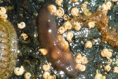 Acotylea