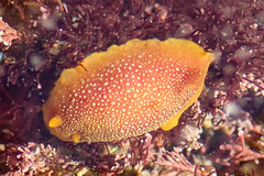 Doriopsilla gemela