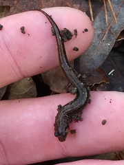 Desmognathus aeneus
