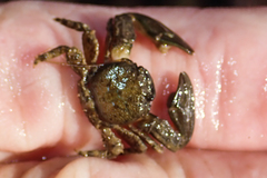 Petrolisthes cabrilloi
