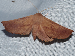 Monoctenia smerintharia
