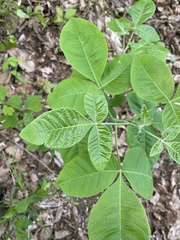 Ptelea trifoliata mollis