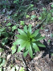Lilieae