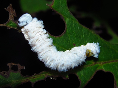 Macremphytus tarsatus