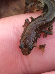 Desmognathus aeneus
