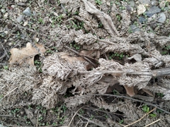 Amaranthus retroflexus