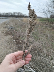 Amaranthus retroflexus
