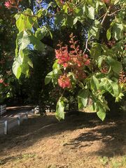 Aesculus × carnea
