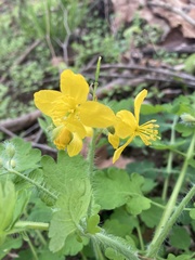 Ranunculus lanuginosus
