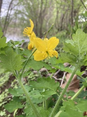 Ranunculus lanuginosus