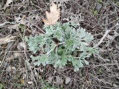 Artemisia absinthium