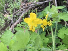 Ranunculus lanuginosus